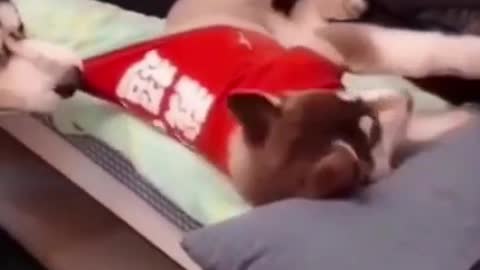 The Ultimate Jealous Pets Compilation #Funniest Puppy Videos # Funny Dog Reaction Videos