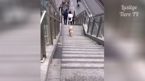 OMG Super Cute Best Funny Cats