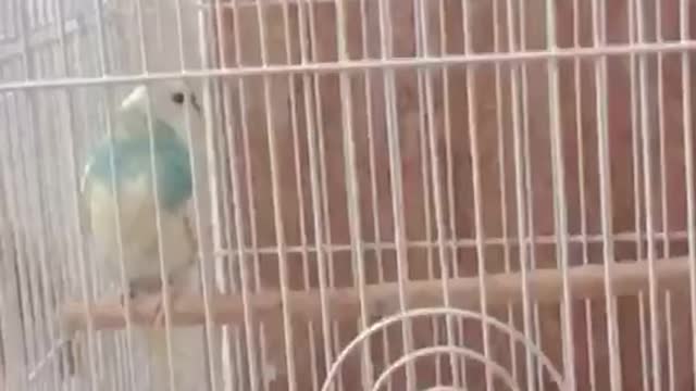 Funny Parrot Talking Videos ~ CUTE Birds Doing Funny Things