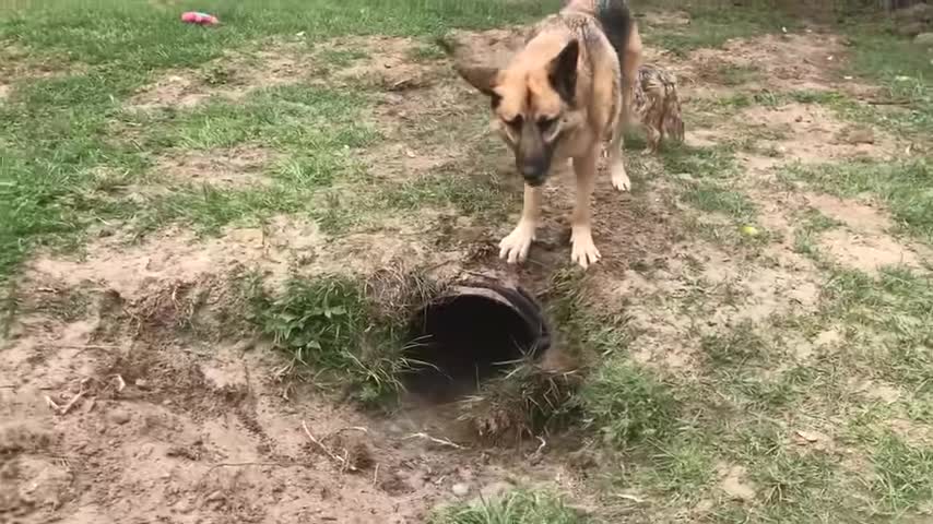 Pet Fox Gets A New Tunnel!