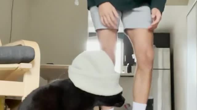 cat video