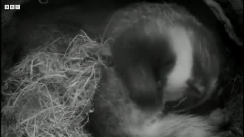 It's a Badger Brawl | Natural World : Badgers Secrets Of The Sett | BBC Earth