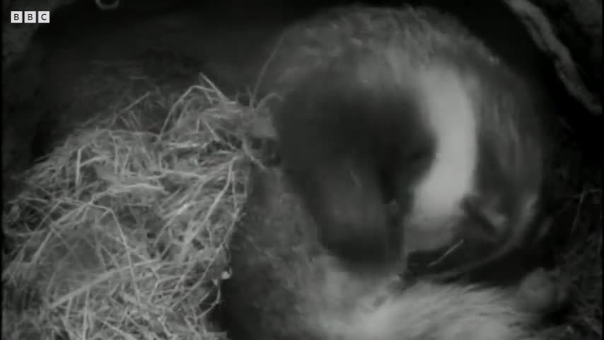 It's a Badger Brawl | Natural World : Badgers Secrets Of The Sett | BBC Earth