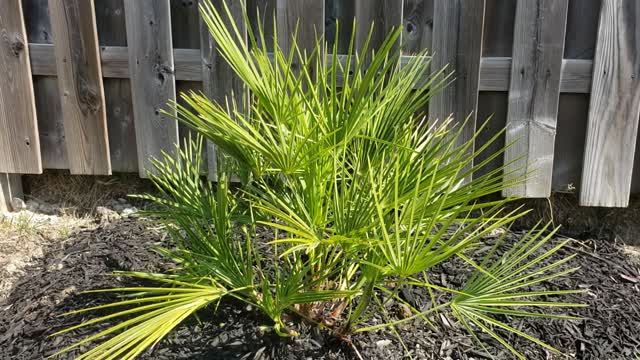 Palm trees in Southern Ontario Canada (Hamilton)