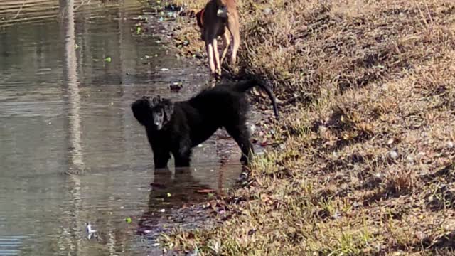 Dogs prefer pond water