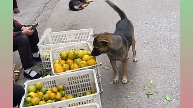 5 Smart Dog Video