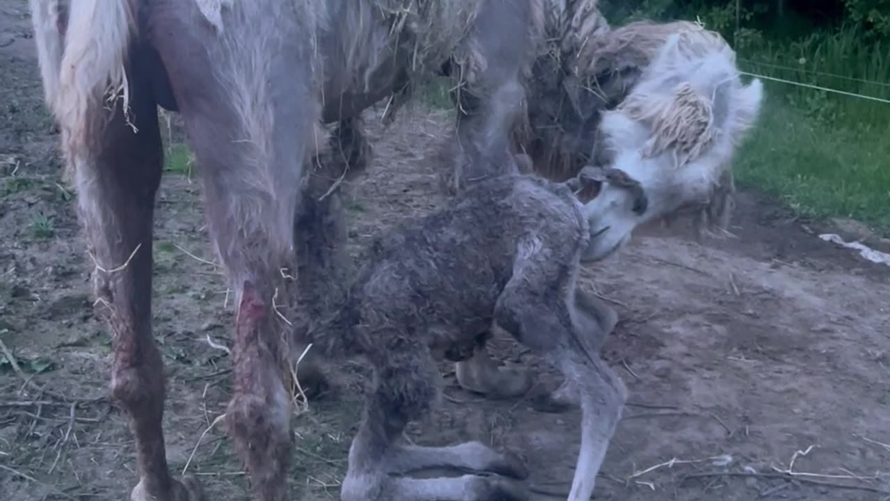 Baby Camel Standing for the First Time