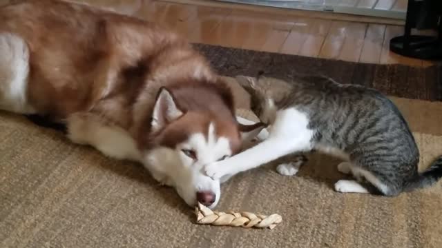 Cat bullies v Husky