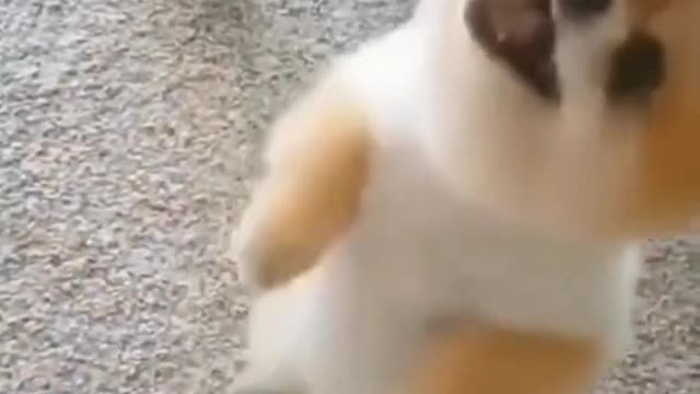 Cute dog video #shorts