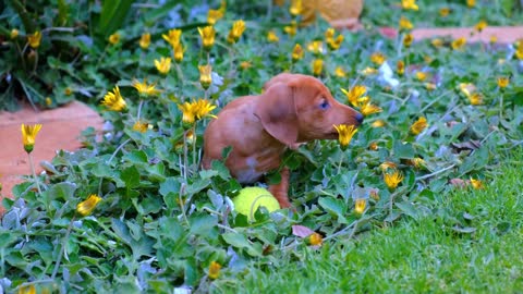 Cute Puppy Playing - video gratuito sin derechos de autor