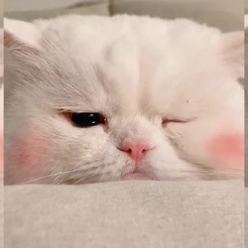 crying cat and her sadness