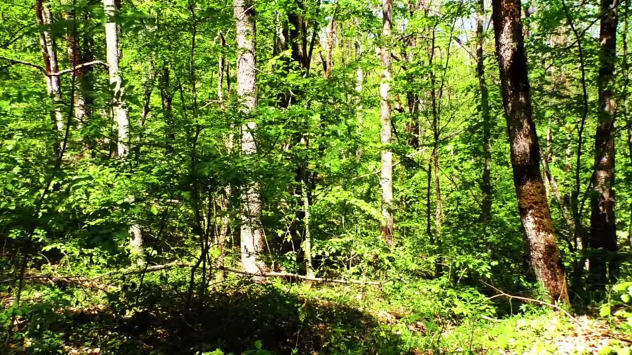 birdsong in nature with beautiful scenery