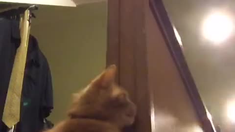 Orange cat hitting owner