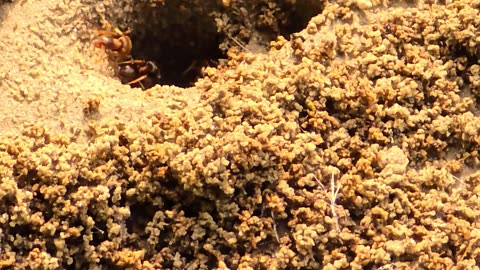 Ants crawling in a hole in close-up / beautiful insects on the ground.