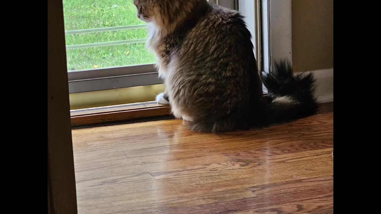 Petunia The Norwegian Forest Cat Clowns Around