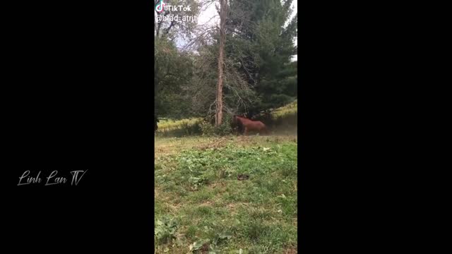 Pit Bull Sharky the Bodyguard Dog VS Mr. Rooster ATTACKS