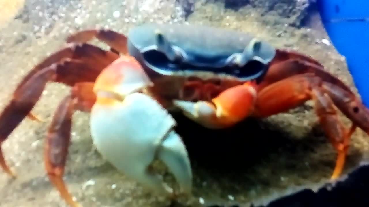 CRAB LUNCHES.