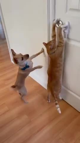 Baby Cats - Cute Cats Funny Videos Compilations #6 #shorts