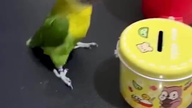 bird cute scene ||♥♥♥ lovely