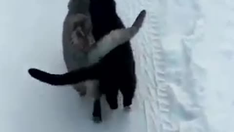 Cats walking in the snow and warm themselves