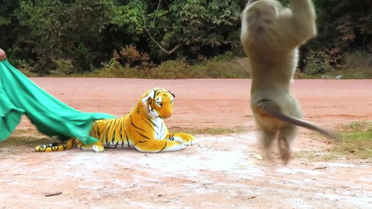 Fake Tiger Prank Monkey and Dog So Funny|