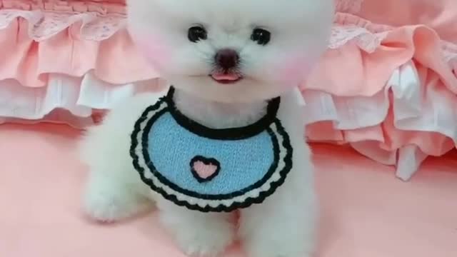 Funny Dogs video - Funny Dogs tiktok - Funny Dogs compilation ♥️😍