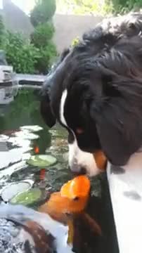 Dog and fish