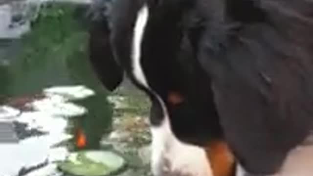 Dog and fish