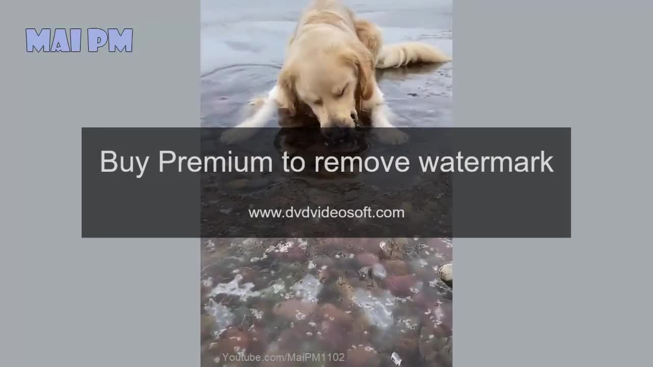 Funny dog videos. It is time to laugh with dog's life.
