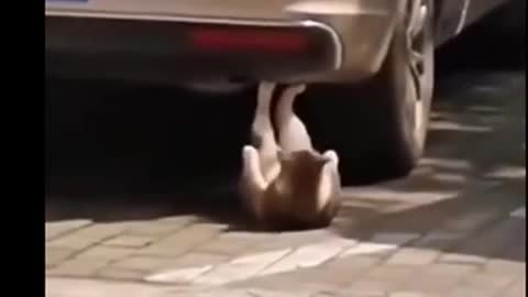a funny cat exercising