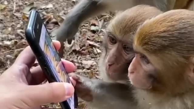 The funny monkey.Monkey watching pic.