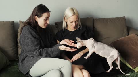 A Woman Trying To Pet A Cat