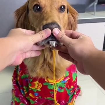 This Dog Video Is Going Viral on Rumble | Look This Lovely Dog