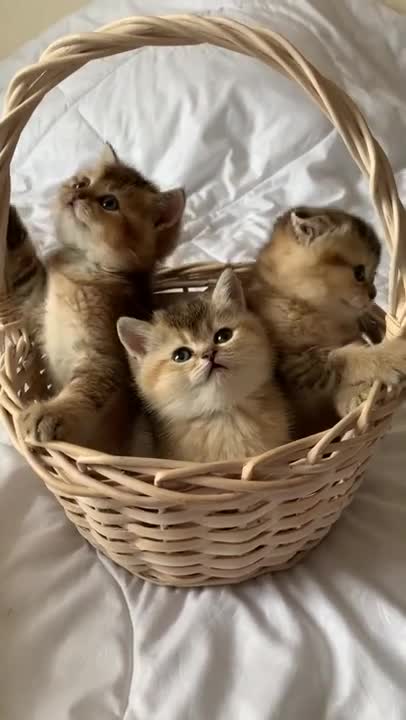 Cute Kittens Family
