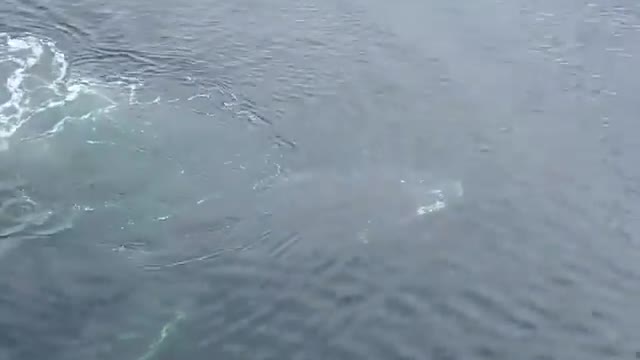 Wow ! recorded a ''whale'' trying to connect with the people