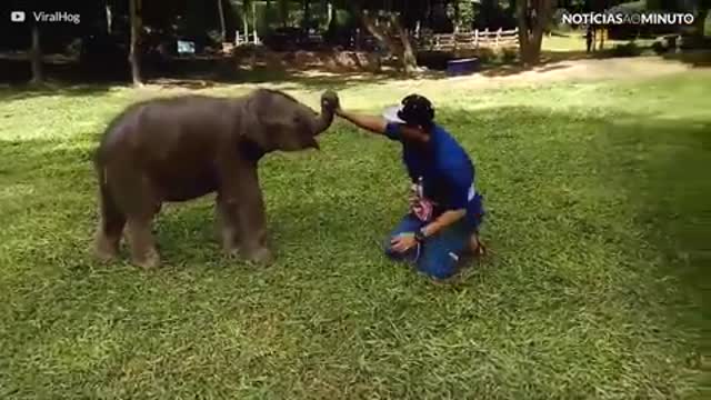 As brincadeiras de um filhote de elefante trapalhão