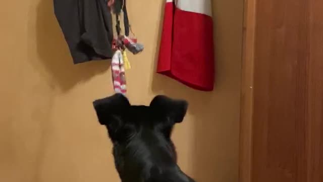 Dog plays with a toy