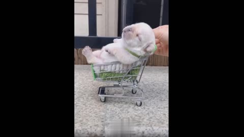 💗Cute And Funny Pets Try Not To Laugh To These Pets Compilation #18💗