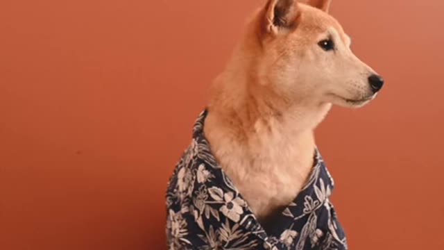 Dog Wearing a Floral Short · Free Stock Video