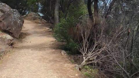 Mountain track