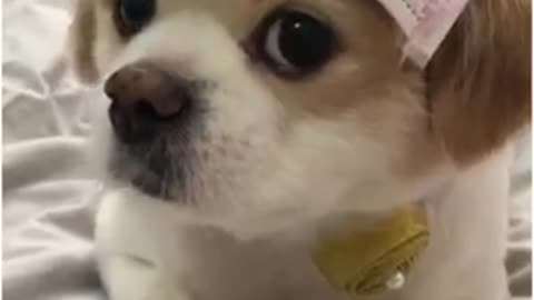 cute dog video