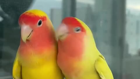 Love birds , parrots 🦜