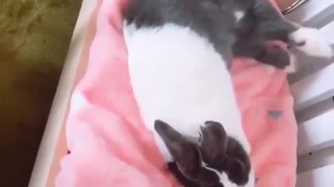 Bunny fluffing her bed for night time