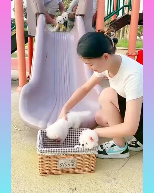 Funny and Cute Dog Video Compilation_23 _#short