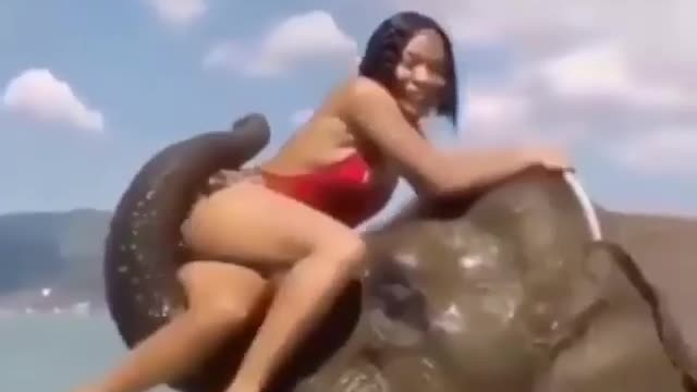 Funny vid: watch as Elephant throws away Model