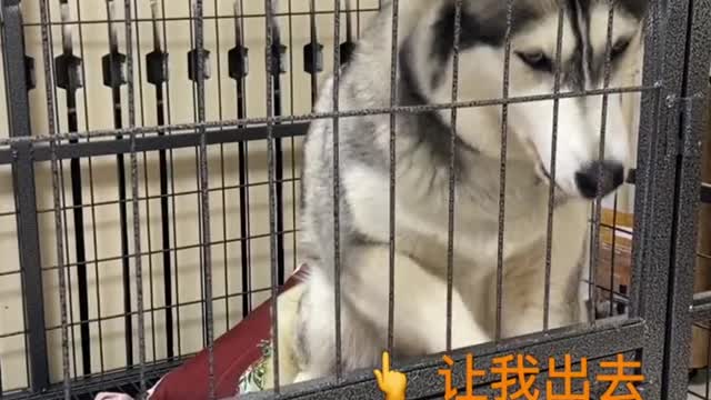 Funny cute dog wits mother eat chicken legs