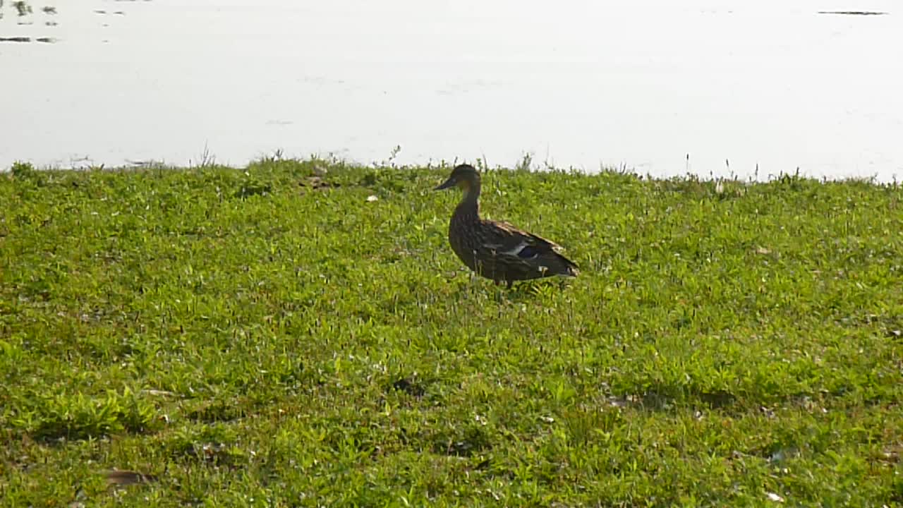 Lone Female Mallard