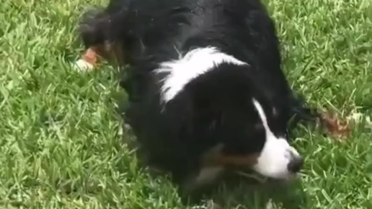 🤣🤣🤣funny animal video