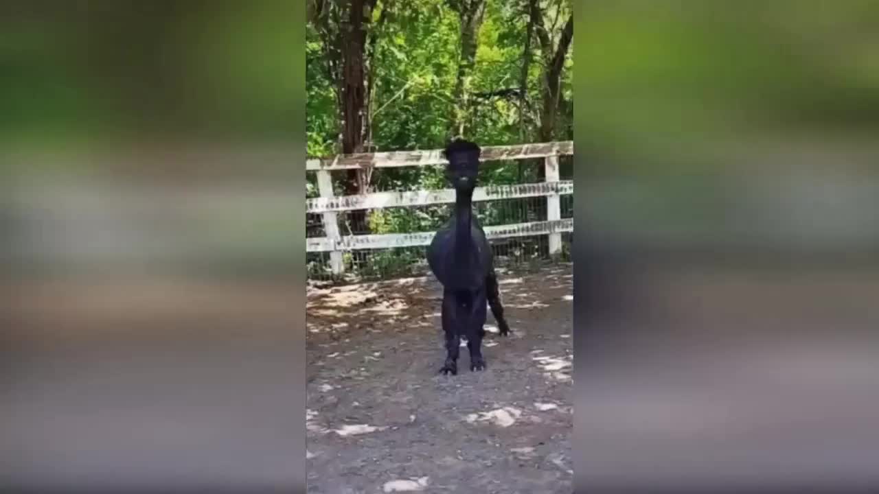 Cheerful alpaca