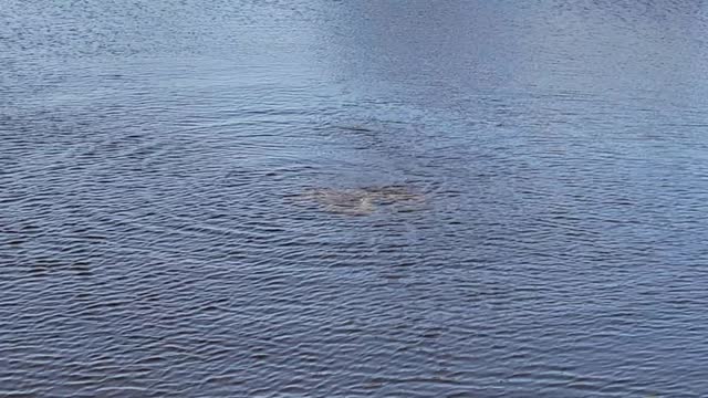 Manatee family out for a morning swim